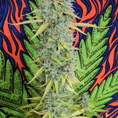  Do-Si-Dos #1 growlog timeline photo