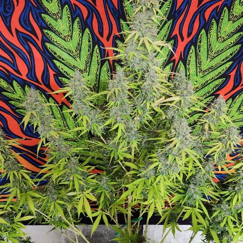  Do-Si-Dos #1 growlog timeline photo