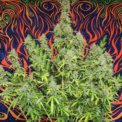  Do-Si-Dos #1 growlog timeline photo