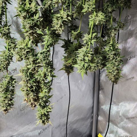 Do-Si-Dos #2 growlog timeline photo