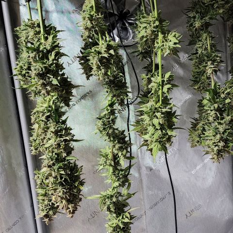 Do-Si-Dos #2 growlog timeline photo