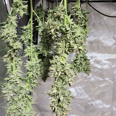 Do-Si-Dos #2 growlog timeline photo