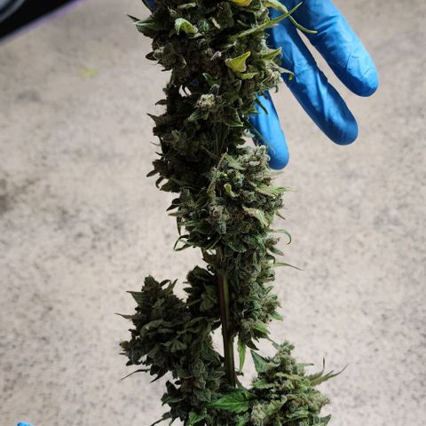 Do-Si-Dos #2 growlog timeline photo