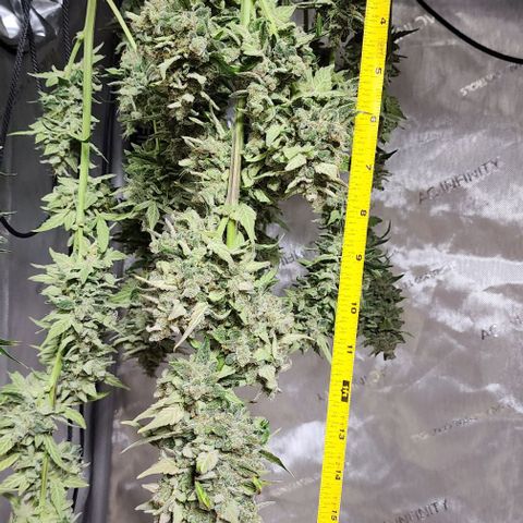 Do-Si-Dos #2 growlog timeline photo