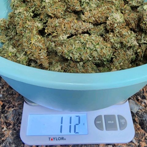  Do-Si-Dos #1 growlog timeline photo