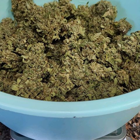 Do-Si-Dos #2 growlog timeline photo