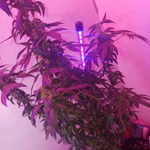 Bubba growlog timeline photo