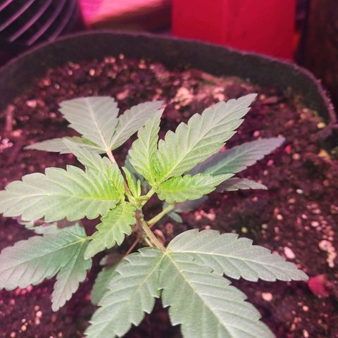 Purps growlog timeline photo