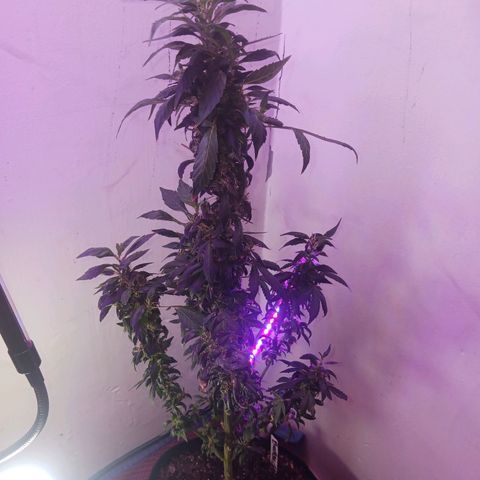 Bubba growlog photo: So she hermied. She got about 2 weeks left.