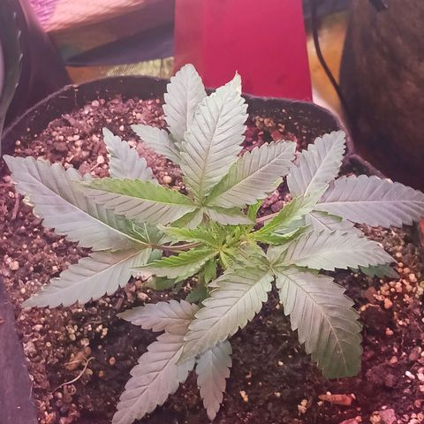 Purps growlog photo: Vegging hard now