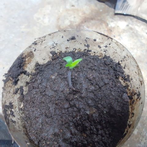 Gc growlog photo: :)