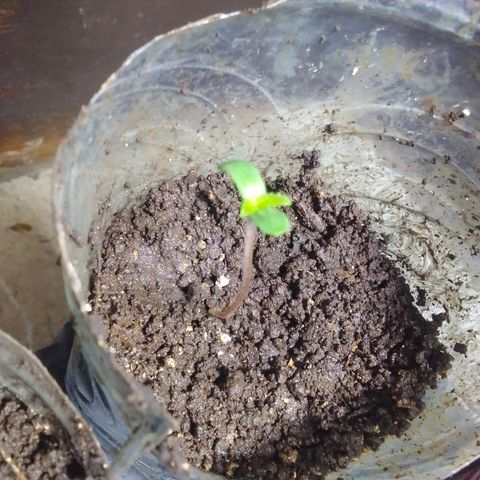 Gc growlog photo: :)
