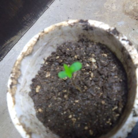 Gc growlog photo: :)