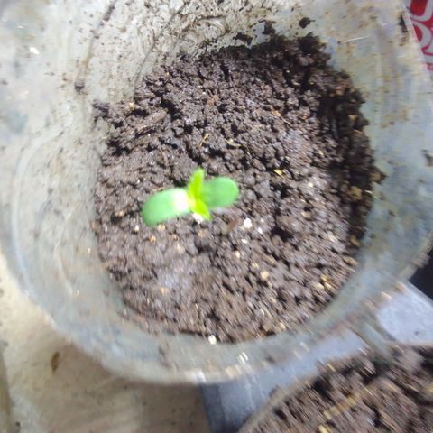 Gc growlog photo: :)