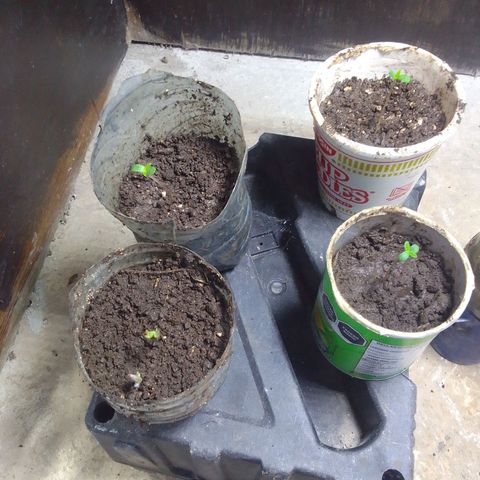 Gc growlog photo: :)