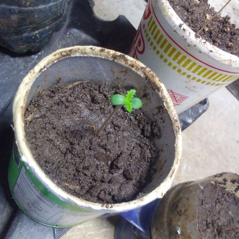 Gc growlog photo: :)