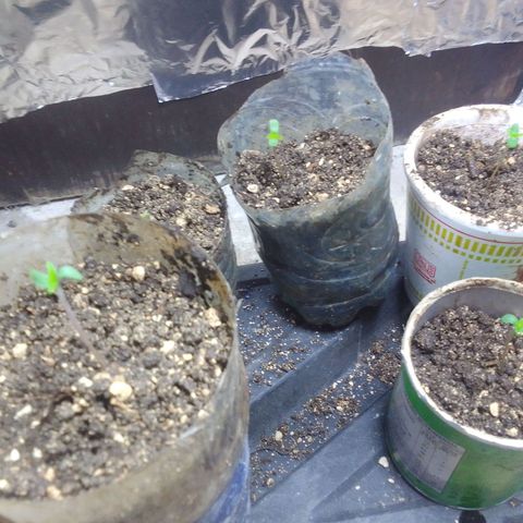Gc growlog photo: Los moví un poco para terminar de poner el papel aluminio soy pobre jaja pd aver si no se estresan les hechu un poquito de más de tierra con arena por qué estaban un poco altas 