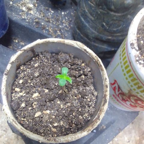 Gc growlog photo: Los moví un poco para terminar de poner el papel aluminio soy pobre jaja pd aver si no se estresan les hechu un poquito de más de tierra con arena por qué estaban un poco altas 