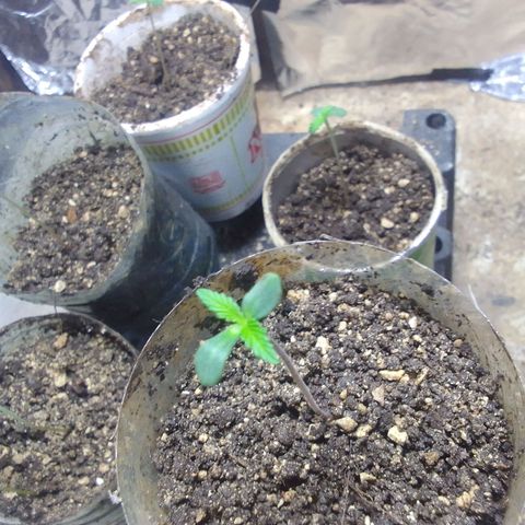 Gc growlog timeline photo