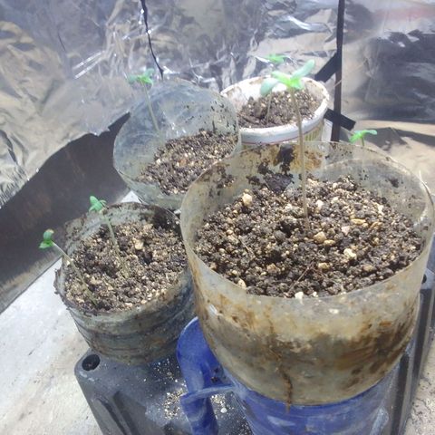 Gc growlog timeline photo