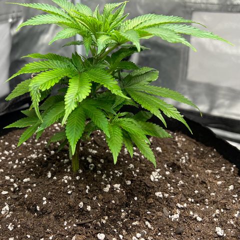 Sleepy Joe 1 growlog timeline photo