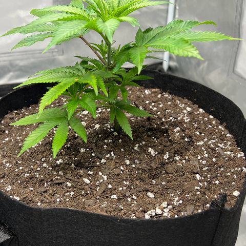 Sleepy Joe 2 growlog timeline photo