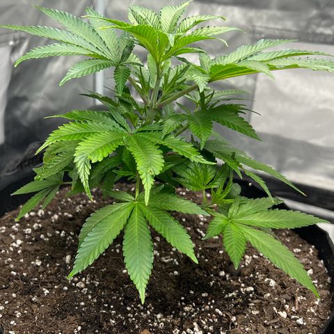 Sleepy Joe 1 growlog timeline photo