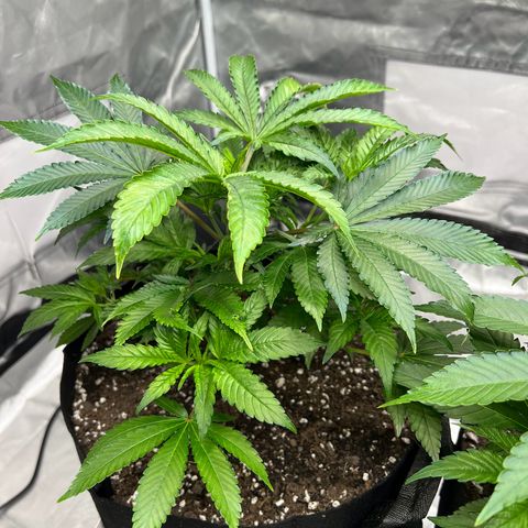 Sleepy Joe 1 growlog timeline photo