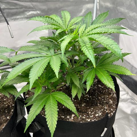 Sleepy Joe 2 growlog timeline photo