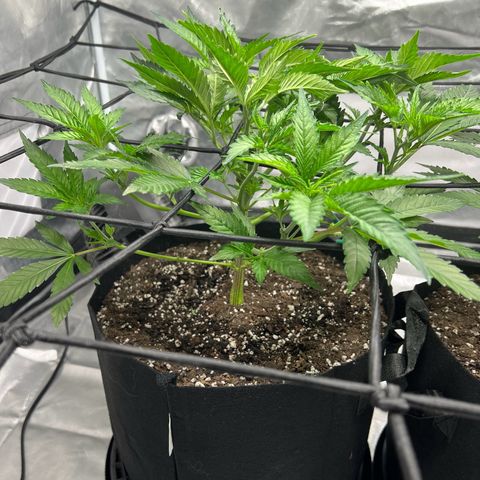 Sleepy Joe 1 growlog photo: After super cropping