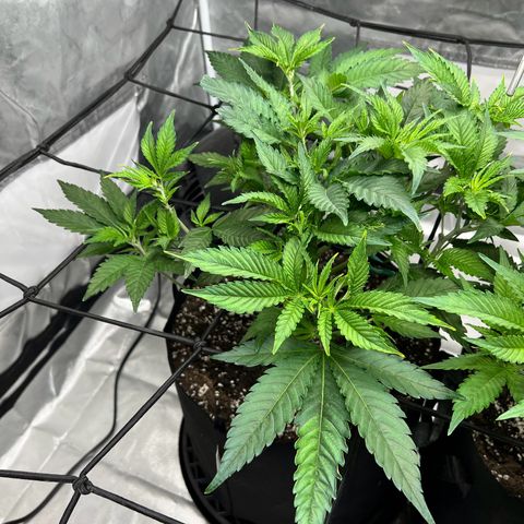 Sleepy Joe 1 growlog timeline photo