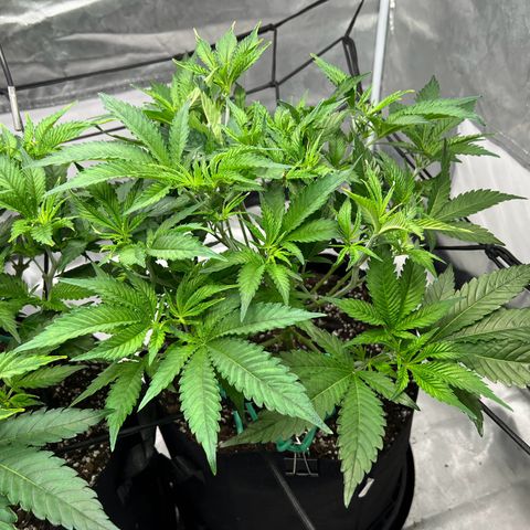 Sleepy Joe 2 growlog timeline photo