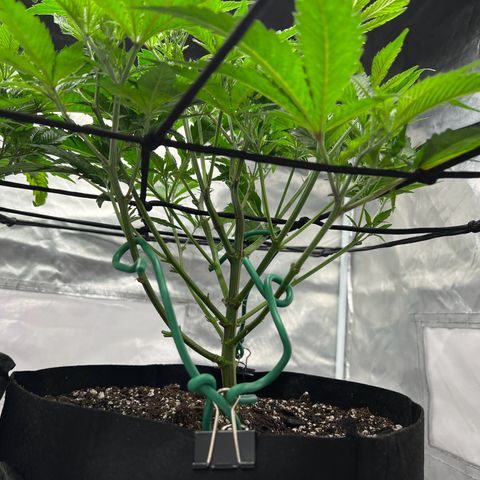 Sleepy Joe 2 growlog timeline photo