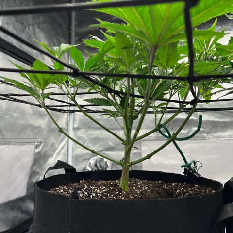 Sleepy Joe 1 growlog timeline photo