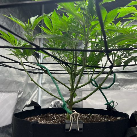 Sleepy Joe 1 growlog timeline photo