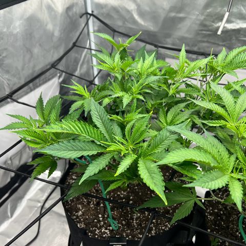 Sleepy Joe 1 growlog timeline photo