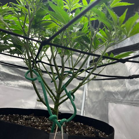 Sleepy Joe 2 growlog timeline photo