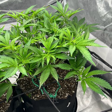Sleepy Joe 2 growlog timeline photo