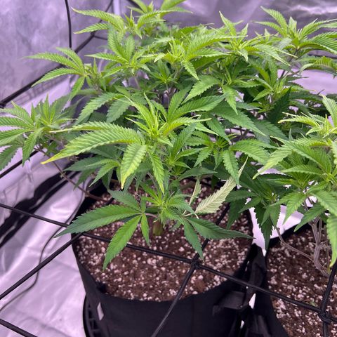 Sleepy Joe 1 growlog timeline photo