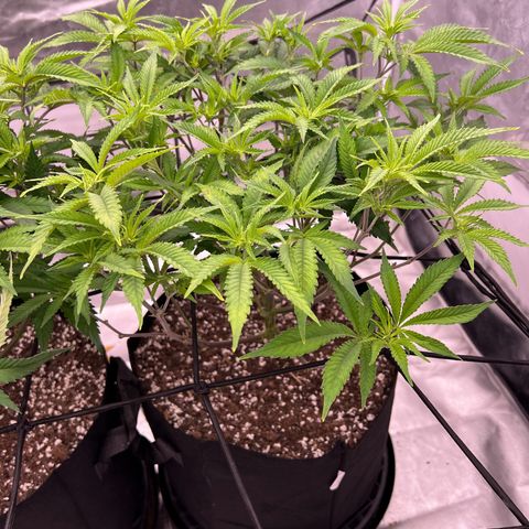 Sleepy Joe 2 growlog timeline photo