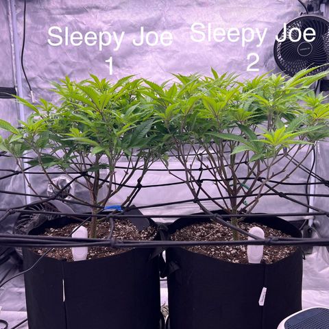 Sleepy Joe 2 growlog photo: Transition to bloom
