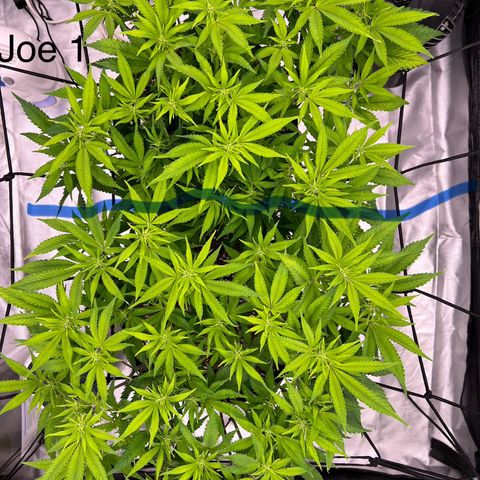 Sleepy Joe 2 growlog photo: Transition to bloom