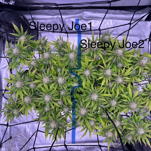 Sleepy Joe 2 growlog timeline photo
