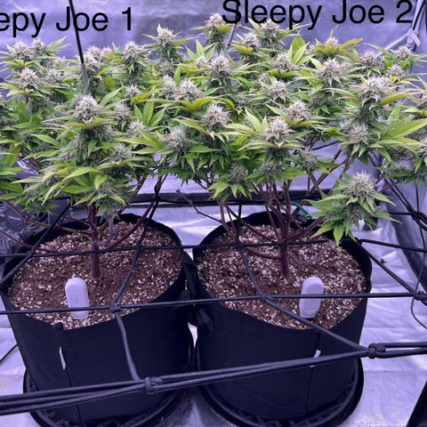 Sleepy Joe 2 growlog timeline photo