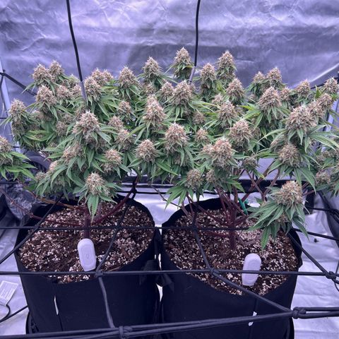 Sleepy Joe 2 growlog photo: I was running ph too low. Plants weren’t taking up the nutes I was giving them. I had been using the recommended range for hydro instead of soil. These plants have bounced back nicely since correcting that. Color is back and I’m seeing decent bud growth now. Looking like another 2-3 weeks until ready for harvest.