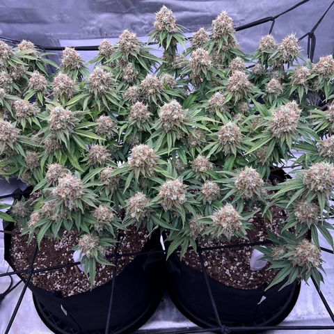 Sleepy Joe 2 growlog timeline photo