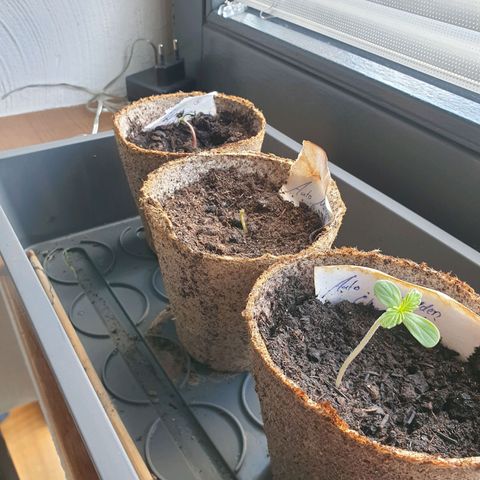 Forbidden Cherry growlog timeline photo