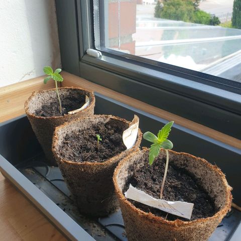 Forbidden Cherry growlog timeline photo