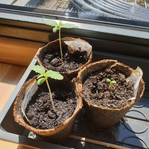 Forbidden Cherry growlog photo: 2tes Blattpaar entwickelt sich