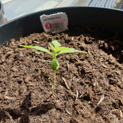 Forbidden Cherry growlog timeline photo